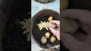 Лучший способ выращивать картофель &mdash; в мешках для выращивания #контейнерноесадоводство #выращиван...