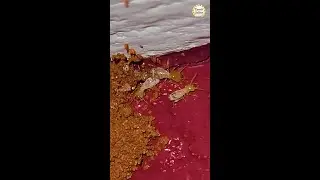 How to prevent Termites? | Tamil | Jailer | Tamil Jailer