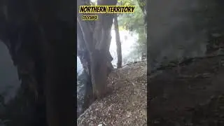 biggest croc in the world seen here northern territory Australia...