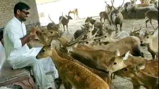 Biggest Deer Farm in Punjab visit Mini Zoo - Hsn Entertainment