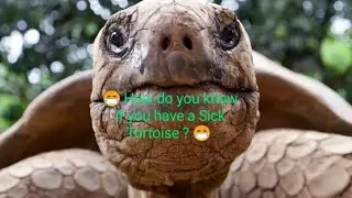 Is your turtle sick? Here's what to do?