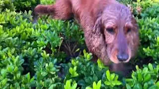 Relaxing Nature Walk With Dog