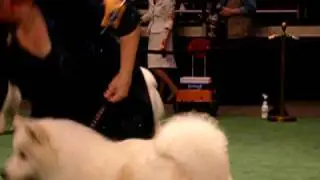 Judi and Secret in the ring
