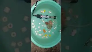 molly fry tub setup