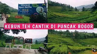 WARPAT SPOT SELFIE | WISATA KEBUN TEH PUNCAK BOGOR HTM CUMA 10K