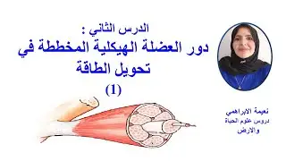 دور العضلة الهيكلية المخططة في تحويل الطاقة(1)ثانية باك علوم الحياة والأرض وعلوم فيزيائية  bac SVT