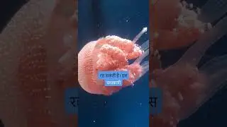 do you know about jelly fish facts   #facts #funfactchannel #funfacts #shotrs