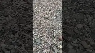 Finding the Flood Gold Pay-Streak on a Gold Bearing Gravel Bar, on No Name Creek, BC