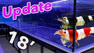 MONSTER FISH TANK UPDATE 🐬 Aquarium Store Upgrade!  ** Shrimp **