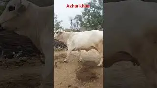 Azhar #Khan# Gujarat# YouTube# short video for sale janwar Raabta number 0343 61 33675 dose Brahmin#