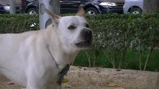 Crazy Robot dog barking software needs updates