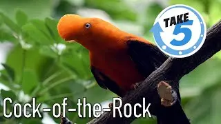 Cock-of-the-Rock Take 5!