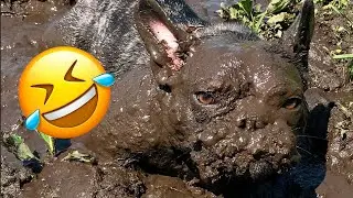 Funny French Bulldogs #2