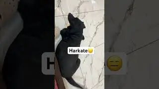 #animallovers #animals #dog #shorts #labrador #pets #foryou #trending #comedy #funny #viral #vlog