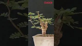 AHEAD TH Senna Meridionalis SM008 The Rare Madagascar Caudex Tree with a Natural Bonsai Habit #Senna