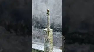 mulberry grafting technique #graftingtechnique #shortsviral #shorts #part301