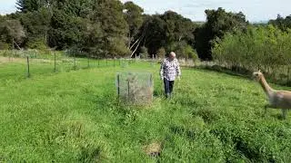 Trees and NATURAL Alpaca Shelters