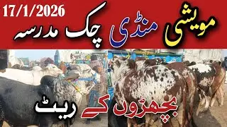Today Bachra Rate in چک مدرسہ مارکیٹ | Real Mandi Update 😎
