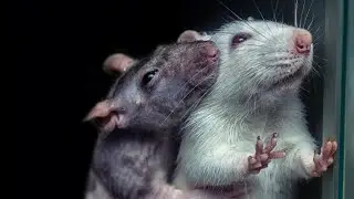 Top 10 Romantic Animals in the World