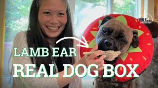 🐾 Real Dog Box No. 102 :: Unboxing Hard to Find Dog Treats & Chews! #realdogbox #feedreal #dogtreats
