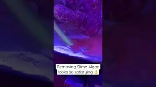 Removing slime algae in the 15 gallon! #satisfying #satisfy #satisfyingvideos #algae #algaebloom