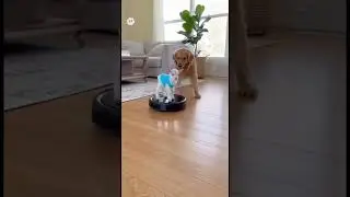 Baby Goat Driving Roomba Hands Free #shorts #short #shortvideo #shortsfeed #youtubeshorts #youtube