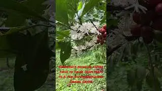 Coffee Flowering
