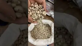 कौंच के बीज || Kaunch Beej || #dryfruits #food #kashmir #fruit #plz_subscribe_my_channel