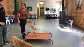 Leash reactive dog training  Dog reactivity training
