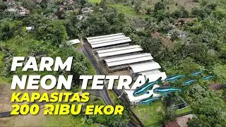 Membudidayakan Neon Tetra jadi Ladang Usaha; Diburu Pengepul, Diserap Pasar Ekspor