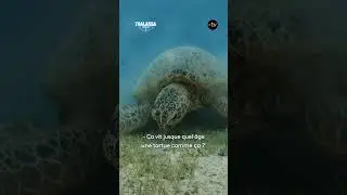Quand les b&eacute;b&eacute;s tortues naissent : un spectacle magique - Thalassa lundi 15 d&eacute;cembre sur France 5