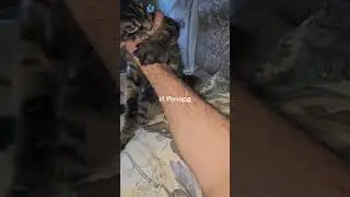 Ричард такой разный #mainecooncatlovers