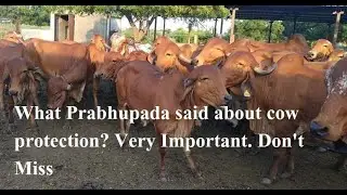 SPL 0044) What Prabhupada Said about cow protection. Very important. Don't miss