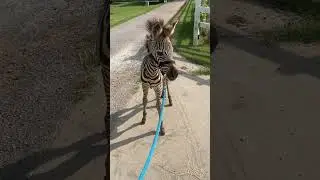 What sound does a zebra make?