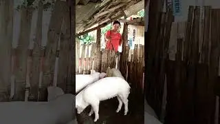 &ldquo;Clean water, happy pigs, healthy life 🐖💧#farming #farmlife #cleaning #farm #hograiser