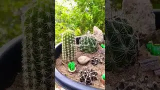 Miniature Rock garden set up ideas/Rocks miniature toys cactus and Succulents