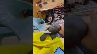 This black pigeon is enjoying a hot and playful day in USA