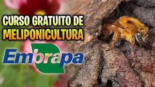Curso GRATUITO da EMBRAPA revela como criar abelhas sem ferr&atilde;o do ZERO!