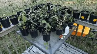Tea Plant Pruning After 2 Years: Boost Growth & Yield!