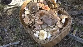 APRENDIENDO A IDENTIFICAR SETAS