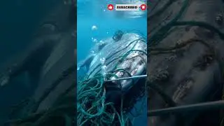 Divers Save a Whale Trapped in Fishing Nets 🐋 | Ocean Rescue