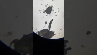 Examining Dog Hair Under a Microscope (INSANE Magnification!) #dog #pets #hair