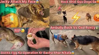 Jacky Attack My Face😨Jaan Bach Gye Bs😰|| Ducks Egg Ka Operation Kar Bacha Bhar Nikala🐣RIP😢