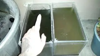 actualización de los cultivos de daphnia