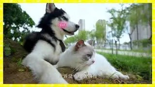 ENG SUB【皓衣行 Haoyixing】Immortality “Husky and his white cat shizun” 墨燃和晚宁下山接受委派