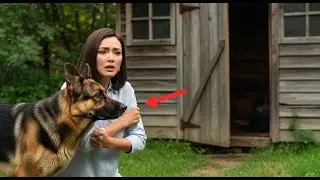 My Dog Dragged Me to the Shed&hellip; and Exposed a Family Secret That Almost Cost Us Everything