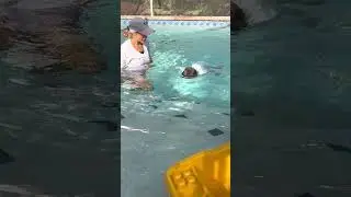Bengineer swimming at 2 years 5 months old