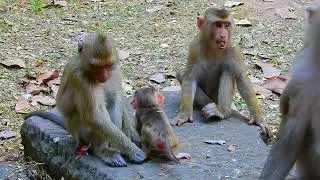 Monkey & Primates, Wildlife, Animal, Nature Wild
