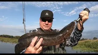 My first ever snakehead. Good memories. #shorts