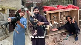 Shaka or khan ka amna samna krwa dia || Pigeon rooms work started !